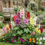 Set of 3 or 6 Hollyhock Growers Mix Hardy Cottage Garden Perennial Plants, Bee Friendly, Outdoor Garden Ready, 1 Litre Root-Ball