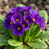 Set of 3 or 6 Primula Little Queen Violet Hardy Perennial Plants, Bee Friendly Spring Flowering, Outdoor Garden Ready, 1 Litre Root-Ball