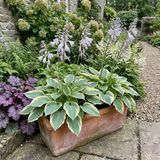Set of 3 or 6 Large Hosta Plants - First Frost Plantain Lily, Ready to Plant in Your Garden