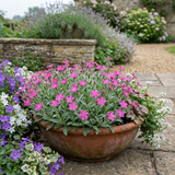 Set of 3 or 6 Silene Schafta Autumn Catchfly Hardy Perennial Plants, Pink Flowering Alpine Ground Cover, Outdoor Garden Ready, 1 Litre Root-Ball