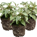 Set of 3 or 6 Large, Garden Ready Plants - Fuchsia Bella Lisa (Pink & White)