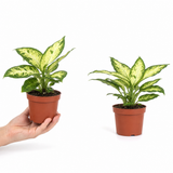 Dieffenbachia Camilla Variegated Dumb Cane, Indoor Houseplant, 12cm Pots
