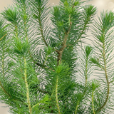 Christmas tree in white metal planter with lights