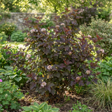 1 Physocarpus Lady in Red Plant, Hardy Bee Friendly Deciduous Garden Shrub, 3 Litre Root Ball
