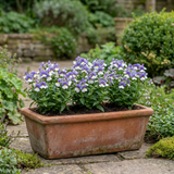 Set of 3 or 6 Large Plants - Nemesia Nuvo Blue Bicolour, Ready to Plant in Your Garden