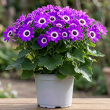 1 Senetti Violet Bicolour Pericallis Plant, Summer Flowering Patio Ready, 6.5 Litre Root Ball