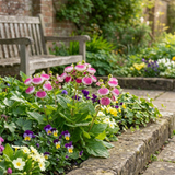 Set of 3 or 6 Garden Ready Plants – Calceolaria Calynopsis ‘Pink Bicolour’, Ready to Plant