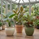3 Rare Statement Foliage Live Indoor Plants, Tropical Houseplant Collection, 1Ltr Root Ball