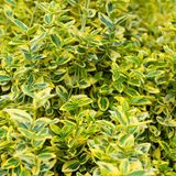 Euonymus Ovatus Aureus