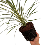 Cordyline Torbay Dazzler