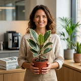 Variegated Rubber Plant Ficus Tineke, Indoor Houseplant, 12cm 1 Litre Pots