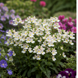 1 Large Plant - Nemesia Lady Mary, Ready to Plant in Your Garden, 5L Pot