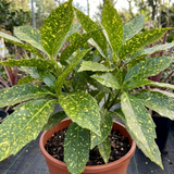 1 Aucuba Japonica Crotonifolia Spotted Laurel, Hardy Evergreen Garden Shrub, 2 Litre Root-Ball