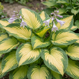 Set of 3 or 6 Large Hosta Plants - Paul's Glory Plantain Lily, Ready to Plant in Your Garden