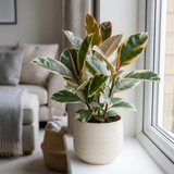 1 Ficus Elastica Tineke Rubber Tree Plant, Live Indoor Houseplant, Easy Care, 17cm Root Ball