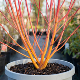 1 Cornus Midwinter Fire Shrub, Red Stem Dogwood Plant for Winter Interest, 3 Litre Root Ball