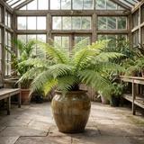 1 Boston Fern Plant (Nephrolepis Exaltata), Live Indoor Fern Houseplant, 2 Litre Root Ball