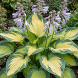 Set of 3 or 6 Large Hosta Plants - Paul's Glory Plantain Lily, Ready to Plant in Your Garden