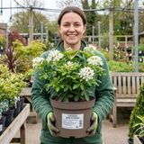 1 Large Plant - Choisya Snow Flurries, Ready to Plant in Your Garden, 3L Pot
