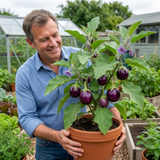 Set of 3 or 6 Large Plants - Grow Your Own Aubergine Meatball, Outdoor Garden Ready