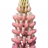1 Lupin Legendary Rose Shades Plant, Hardy Perennial, Garden Ready, 3 Litre Root Ball