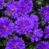 Aster Alpha Dark Purple Space
