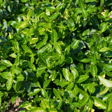 Euonymus Green Spire