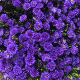 Aster Alpha Dark Purple Space