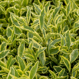 1 Large Hedge Plant - Ligustrum Argenteum, Outdoor Garden Ready, 2L Pot