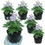 Set of 3 or 6 Delphinium Lilac Rose White Bee Hardy Perennial Plants, Summer Flowering Cottage Garden Plants, Outdoor Garden Ready, 1 Litre / 11cm Root-Ball