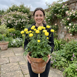 1 Trollius Lemon Queen Globeflower Plant, Spring Flowering Yellow Hardy Perennial, 17cm Root-Ball