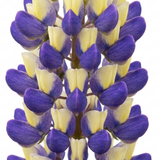 1 Lupin Manhattan Lights Hardy Perennial Plant, Summer Flowering Outdoor Garden Ready, 3L Root Ball