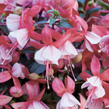 Set of 3 or 6 Large, Outdoor Garden Ready Plants - Fuchsia Bella Hilda (Pink & White)