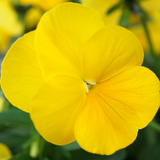 Upright Pansy Delta Pro Yellow