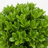 1 Pittosporum Golf Ball Evergreen Shrub, Hardy Low Maintenance Outdoor Garden Plant, 3 Litre Root-Ball