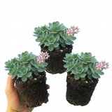 Set of 3 or 6 Sedum Oracle Hardy Perennial Stonecrop Plants, Low Maintenance, Bee Friendly, Drought Tolerant Ground Cover, Outdoor Garden Ready, 11cm Root-Ball