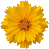 Set of 3 or 6 Coreopsis Early Sunrise Hardy Perennial Plants, Yellow Summer Flowers, Pollinator Friendly, 1 Litre Root Ball