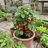 Set of 3 or 6 Large Plants - Strawberry Delizz Variety, Outdoor Garden Ready, 1L