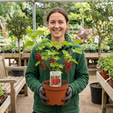 1 Redcurrant Jonkheer Van Tets Fruit Bush, Hardy Outdoor Garden Ready, 2 Litre Root Ball