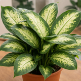 Variegated Dumb Cane Dieffenbachia Plant, Indoor Houseplant, 12cm 1 Litre Pots
