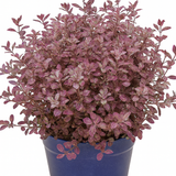 Pittosporum Bannow Bay