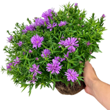 Aster Alpha Light Pink