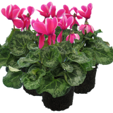 Cyclamen Bicolour Pink Flame