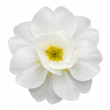 Set of 3 or 6 Primrose Queen White Hardy Perennial Plants, Spring Flowering, Outdoor Garden Ready, 1 Litre Root-Ball