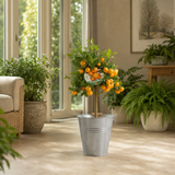Calamondin Orange Tree 5Ltr, Indoor Citrus Tree, Pots