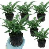 Set of 3 or 6 Dryopteris Linearis Polydactyla Male Fern Plants, Hardy Shade Loving Perennial Ferns, Garden Ready, 1 Litre Root-Ball