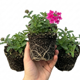 Set of 3 or 6 Verbena Trailing Magelana Hot Rose Plants, Summer Bedding Garden Ready, 10.5cm Root-Ball