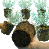 Curry Plant