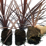 Cordyline Red Star