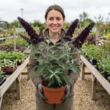 1 Buddleia Black Knight Plant, Purple Butterfly Bush, Hardy Outdoor Garden Shrub, 2L Root-Ball